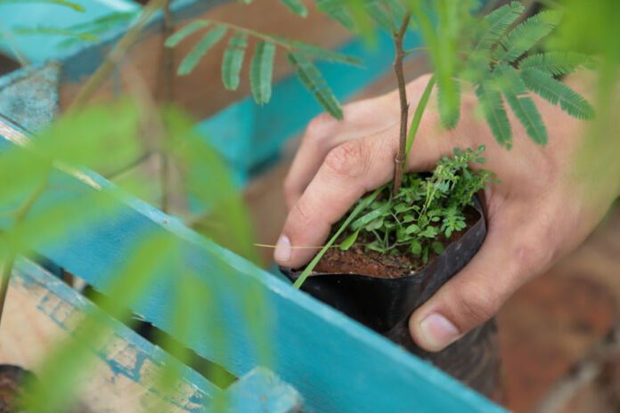 2019_10_10_MaricaVerde_Ponta_Negra-EVELEN-5759 Uma realização da Prefeitura de Maricá, através do projeto Maricá+Verde, chegará em Ponta Negra nesta quinta-feira (10/08) a Caravana do Maricá+Verde