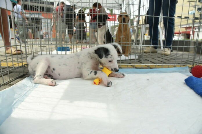 53129464391_557e53d502_c