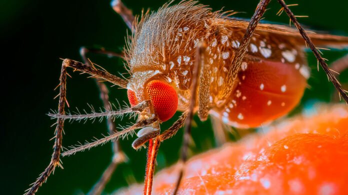 O transmissor da Febre Oropouche é o mosquito Maruim.