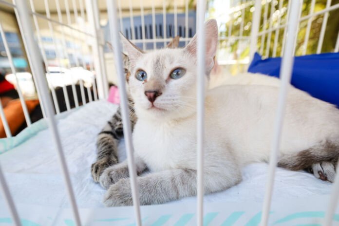 Imagem 2 (1) A Prefeitura de Saquarema realizará mais uma edição do Mutirão da Castração de cães e gatos.