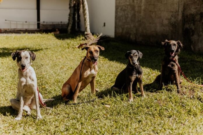 A Prefeitura de Maricá, por meio da Secretaria de Bem-Estar Animal, iniciou uma ação especial de socialização com as quatro cadelas que ficaram conhecidas como integrantes da “Gangue do Caramelo”.