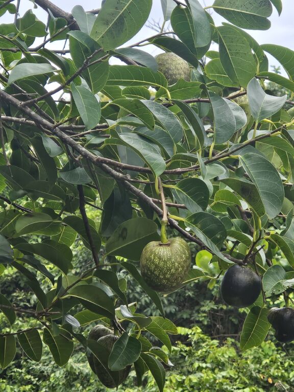 A Prefeitura de Saquarema abrirá ao público, a partir de 05 de junho, a exposição “Joias da Restinga: uma Jornada Sensorial pelas Plantas de Jaconé”.