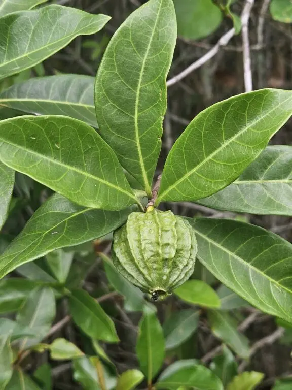 Melanopsidium nigrum
