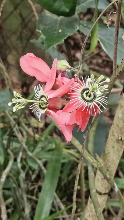 Passiflora racemosa