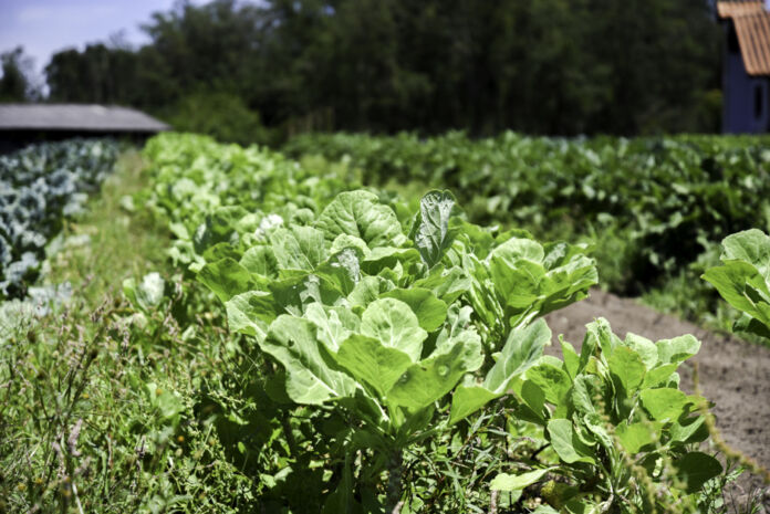 A tradicional Feira do Produtor Rural de Saquarema chega à sua 33ª edição no dia 14 de junho, sábado, com uma programação especial, das 16h às 22h.