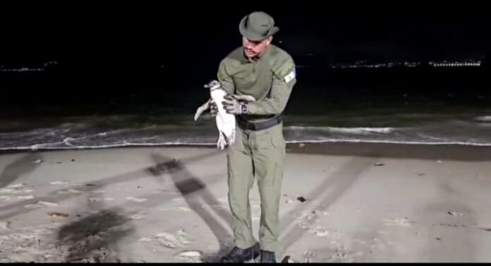 Guarda Ambiental de Niterói resgatou, nesta quarta-feira (23), um pinguim encontrado na areia da Praia de Icaraí, na altura da reitoria da Universidade Federal Fluminense (UFF), na Zona Sul de Niterói.