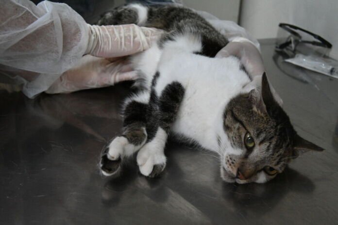 A Prefeitura de Niterói vai disponibilizar a partir desta sexta-feira (1º), pelo aplicativo Colab, 50 consultas veterinárias gratuitas destinadas a cães e gatos de beneficiários da Moeda Social Arariboia