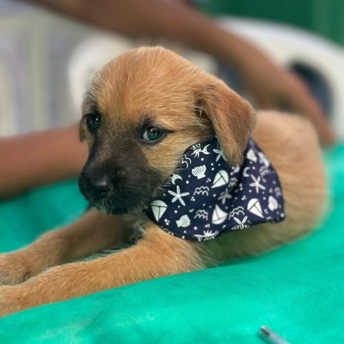 A Prefeitura de Saquarema promoverá, no próximo sábado, dia 26 de julho, mais uma edição da campanha de adoção responsável de cães e gatos.