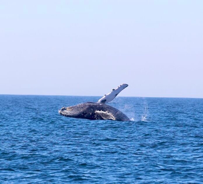 Pelo segundo ano, Niterói inicia a temporada de observação de baleias e golfinhos. Os passeios, que acontecem entre os meses de julho e agosto, partem da costa da cidade até mar aberto atrás de baleias jubarte
