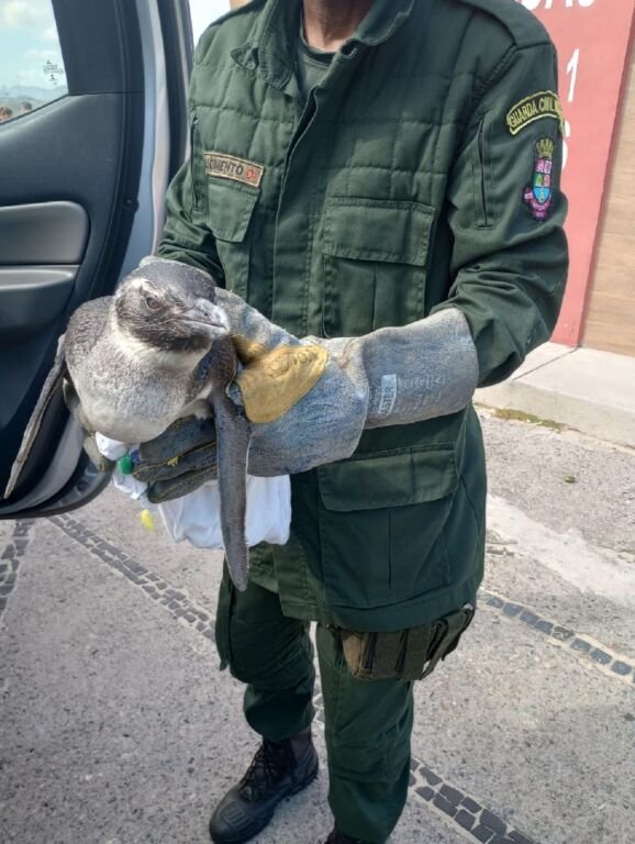 Com 12 praias em sua orla, Niterói se torna, todos os anos, ponto de parada para visitantes que vêm de longe: os pinguins-de-magalhães.