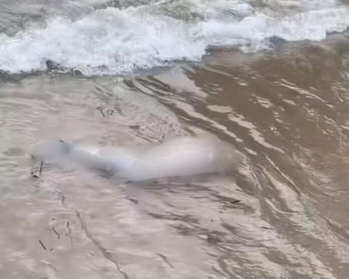 Na tarde da última terça-feira, 1º de julho, uma perna humana foi encontrada boiando na Praia da Boa Viagem, localizada na Zona Sul de Niterói.