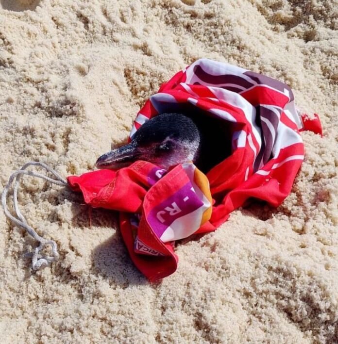 WhatsApp Image 2025-07-14 at 11.06.53 No último domingo, 13 de julho, um pinguim foi resgatado pela Defesa Civil de Maricá na Praia da Barra.