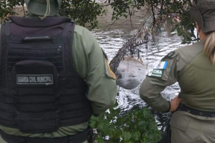 WhatsApp Image 2025-07-29 at 15.00.24 A Coordenadoria Ambiental de Meio Ambiente da Guarda Ambiental de Niterói atua, desde a manhã desta terça-feira (29), em apoio ao monitoramento e ao isolamento da área onde um elefante-marinho descansa, no Canal de São Francisco, na Zona Sul da cidade.
