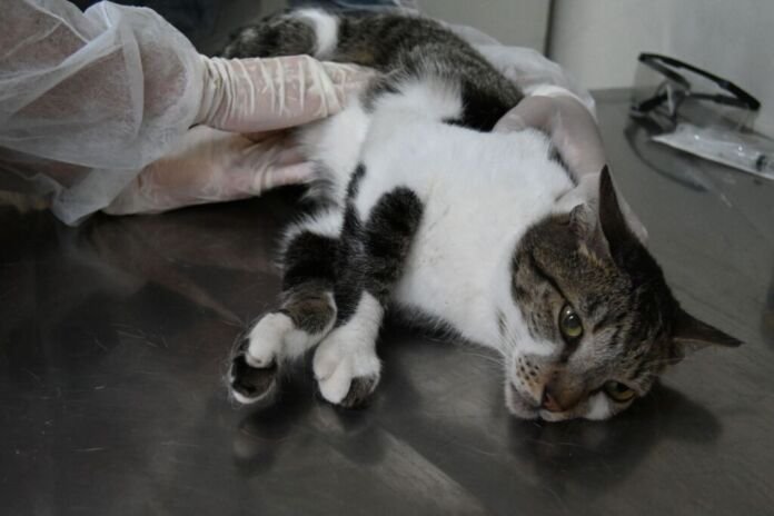 A Prefeitura de Niterói oferece tratamento gratuito para animais com esporotricose, uma micose profunda causada por fungos da família Sporothrix que, em 95% dos casos, acomete os gatos e pode ser transmitida a humanos.