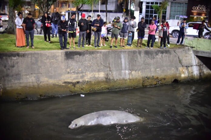 A Prefeitura de Niterói segue monitorando a presença de um elefante-marinho que tem circulado pela Baía de Guanabara e já passou por diversas praias da cidade nos últimos dias.