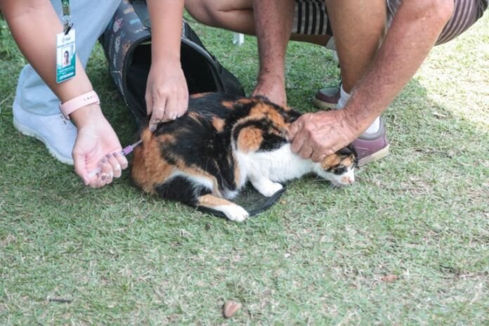 Imagem 3 Na próxima terça-feira, dia 12 de agosto, a Prefeitura de Saquarema dará início à campanha de vacinação antirrábica. A imunização de cães e gatos será realizada em diversos pontos da cidade.