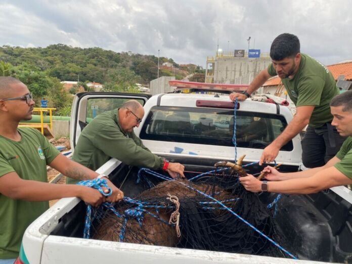 Na manhã desta sexta-feira, 15, por volta das 5h, a Guarda Ambiental de Saquarema foi acionada para atender a uma ocorrência inusitada: um cervo-de-timor (Rusa timorensis), também conhecido como sambar-de-java, havia caído dentro de um tanque na Estação de Tratamento da Águas de Juturnaíba.