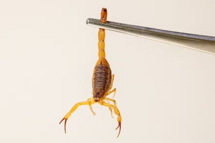 No final da semana passada, uma mulher, moradora da Rua 75, em Cordeirinho (Região Litorânea de Maricá), encontrou em sua casa o escorpião mais perigoso da América Latina