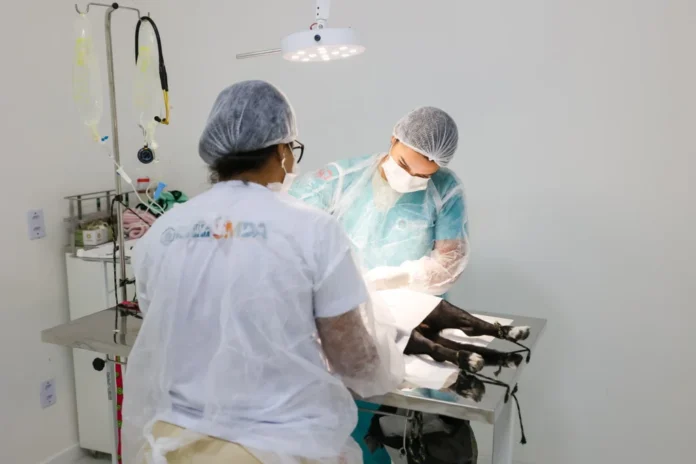 A Secretaria Municipal dos Direitos dos Animais — SMDA, realizará no sábado, dia 06 de dezembro, o Mutirão de Castração de cães e gatos, machos e fêmeas.