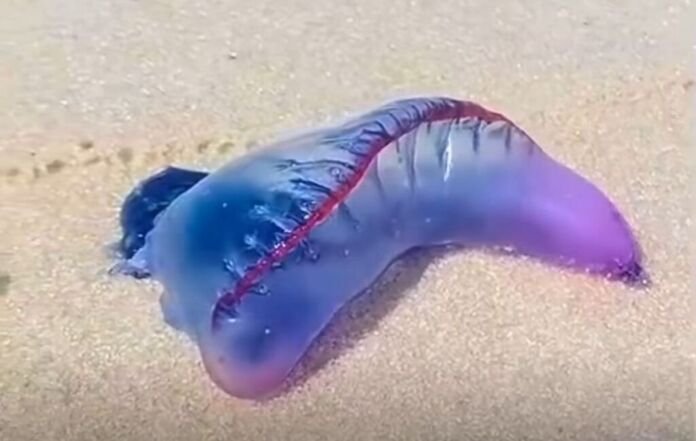 Nesta sexta-feira, 28 de novembro, a Defesa Civil de Maricá emitiu um alerta para os moradores sobre a presença do animal marinho conhecido como caravela-portuguesa na Praia de Cordeirinho.