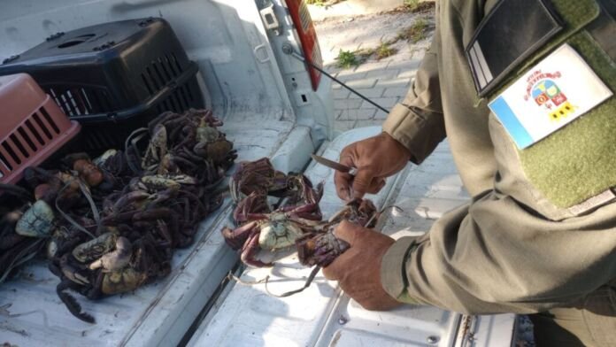 Guarda Ambiental - Caranguejos apreendidos (02) Agentes da Guarda Ambiental da Prefeitura de Niterói, em apoio a 5º inspetoria