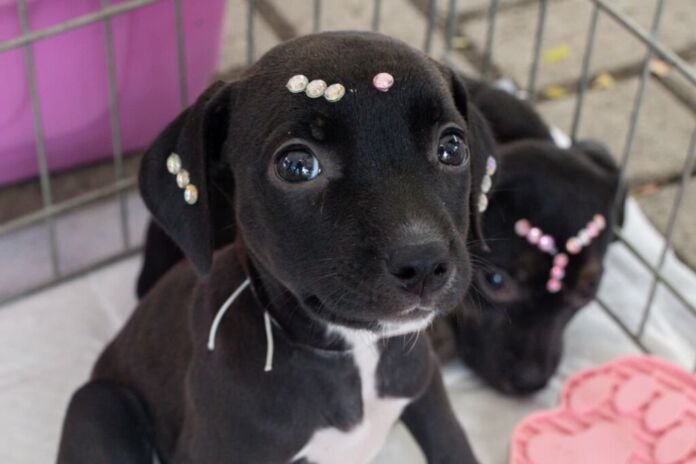 A Prefeitura de Maricá, por meio da Secretaria de Bem-Estar Animal, promoveu, na manhã deste sábado (13), uma campanha de conscientização contra o abandono de animais e maus tratos.