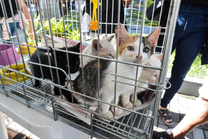 Feira-de-Adocao-2-1 No próximo sábado, 10 de janeiro, a Praça Orlando de Barros Pimentel, no Centro de Maricá, receberá, das 9h às 13h, uma feira de adoção de cães e gatos.