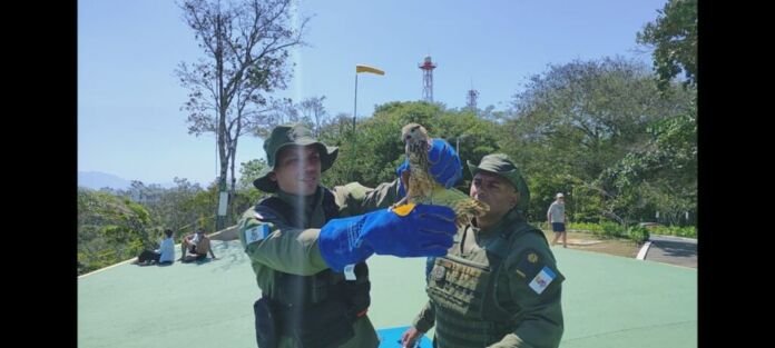 Quem caminha pelas ruas de Niterói talvez nem imagine que, por trás de um telhado, na beira de uma piscina ou até na varanda de casa, pode estar acontecendo uma cena digna de livro infantil