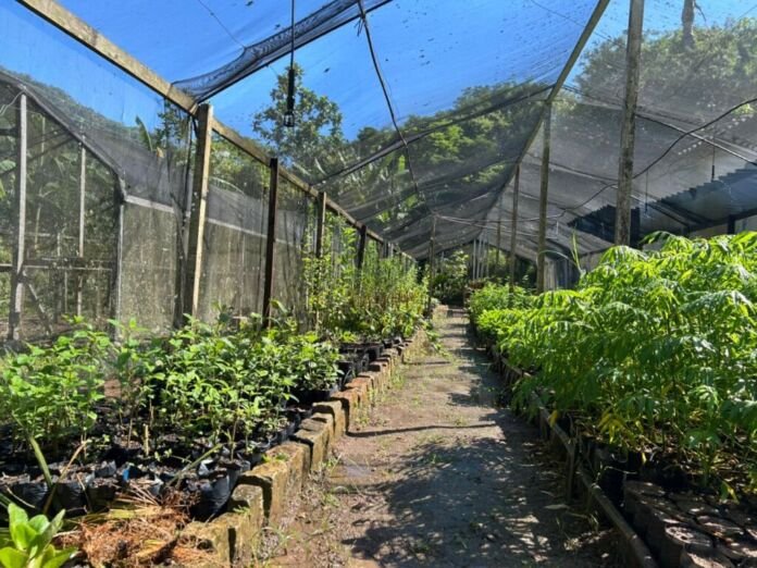 A Prefeitura de Saquarema, por meio da Secretaria Municipal de Agricultura, Abastecimento e Pesca, está promovendo a doação de mudas do Viveiro da Vida à população do município.