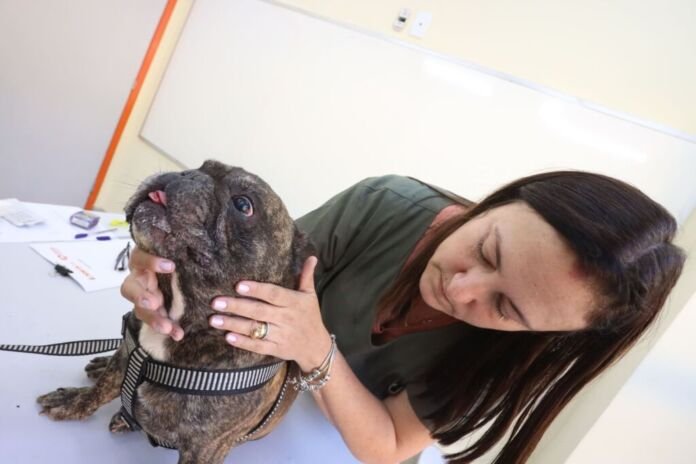 Início do ano também é tempo de cuidar da saúde dos animais de estimação. Neste sábado (17), a Prefeitura de Niterói, por meio da Coordenadoria Especial de Direitos dos Animais (Ceda), vai promover, no Fonseca, mais uma edição do projeto Ação Animal