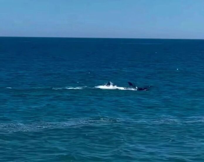 Na manhã da última segunda-feira, 12 de janeiro, os moradores de Itaipuaçu (Maricá-RJ) tiveram a bela oportunidade de avistar, bem próximo à faixa de areia da Praia de Itaipuaçu, o show de três orcas.