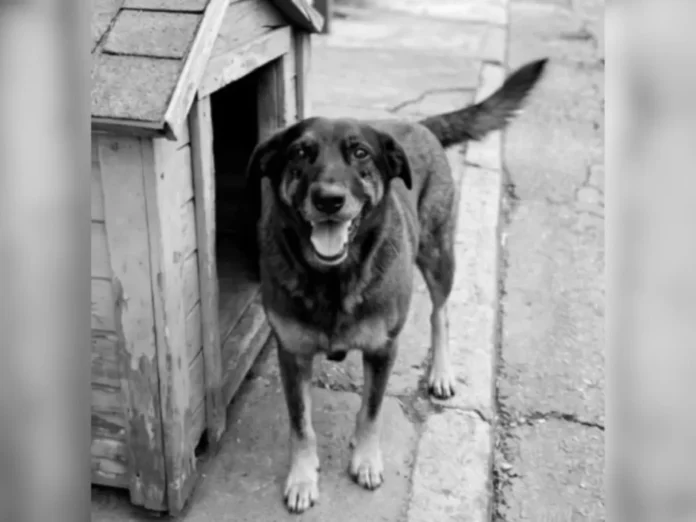 A Praia Brava, em Florianópolis, foi palco de uma barbárie que chocou o país. Cão orelha, um cão comunitário de 10 anos, símbolo de doçura e convivência, foi covardemente assassinado, vítima de uma violência gratuita e inominável.
