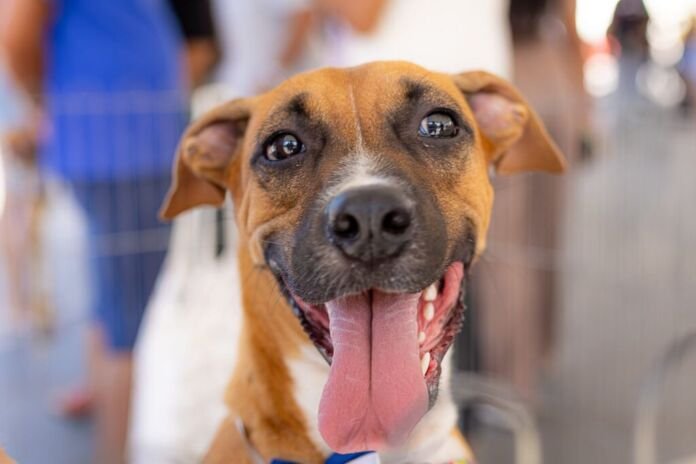 A Prefeitura de Maricá, por meio da Secretaria de Bem-Estar Animal, promove neste sábado (07/02) mais uma edição da Castração Solidária.