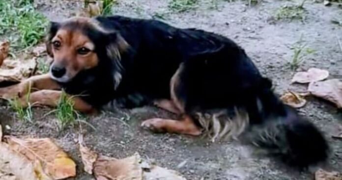 Uma família de Maricá (Rio de Janeiro), está vivendo dias de angústia desde o desaparecimento de sua cachorrinha, Dandara