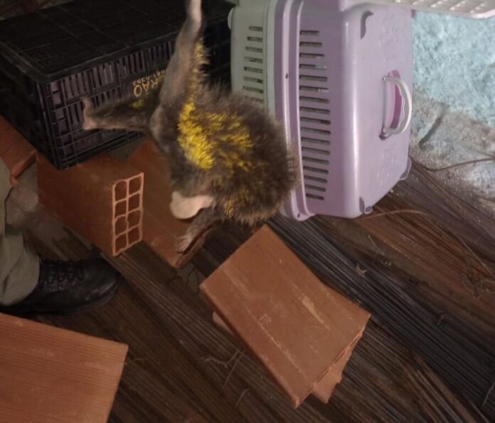 Na manhã desta segunda-feira (23), um ouriço-cacheiro foi resgatado pela Coordenadoria de Meio Ambiente da Guarda Municipal de Niterói em uma loja de material de construção, no bairro de Itaipú, na Região Oceânica