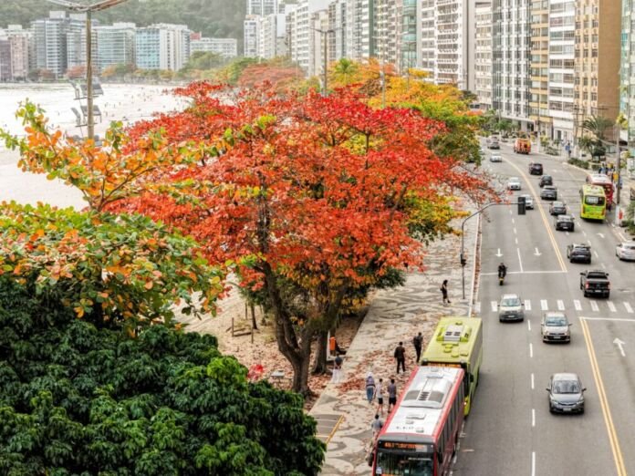 Niterói foi premiada, pelo quinto ano consecutivo, com o selo “Tree Cities of the World”, concedido pela Arbor Day Foundation, em parceria com a Food and Agriculture Organization of the United Nations