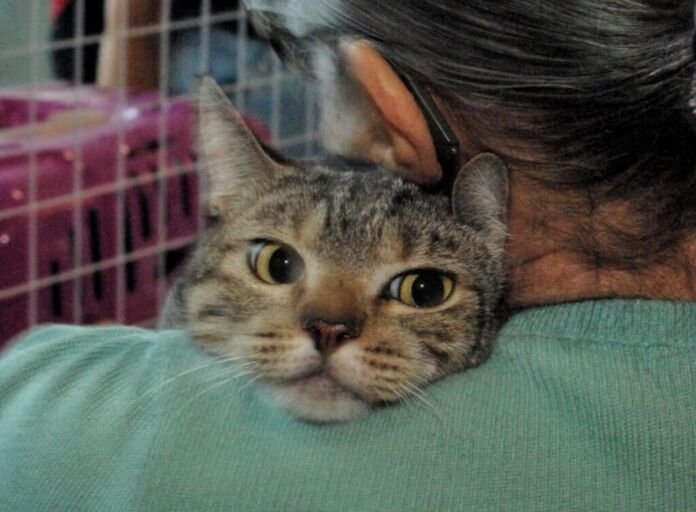 As noivas Lais Urcelino, de 27 anos, e Juliana Bruns, de 32, viveram um momento especial neste domingo (22), durante a quarta edição da Campanha de Adoção de Cães e Gatos de 2026, promovida pela Prefeitura de Nova Iguaçu.
