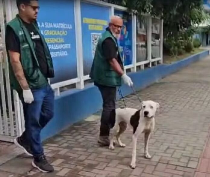 Um cão de raça indefinida invadiu o CEPT Zilca Lopes da Fontoura (Centro de Maricá) e atacou alunos e funcionários da unidade escolar.