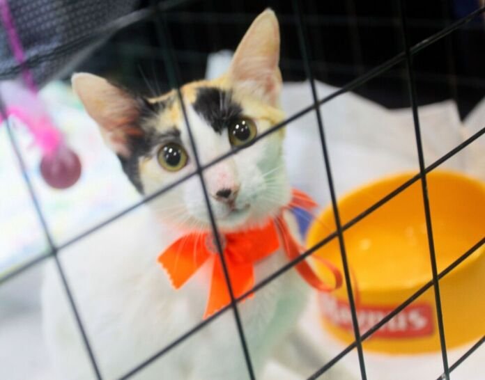 Quem deseja adotar um animal de estimação terá uma nova oportunidade neste domingo (17), em Nova Iguaçu