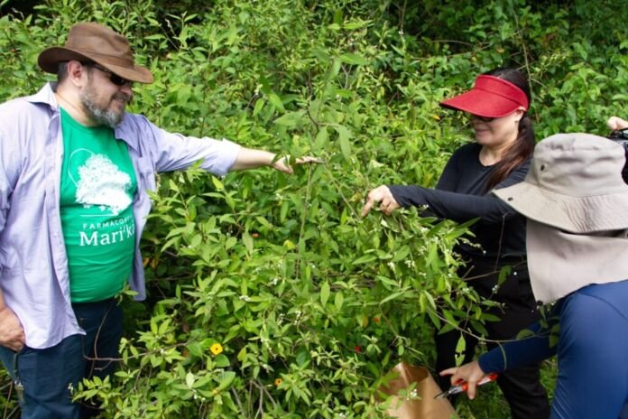 A Prefeitura de Maricá abriu inscrições para visitas guiadas sobre o cultivo de plantas medicinais, os processos de produção de fitoterápicos e as ações voltadas à promoção da saúde e da sustentabilidade.