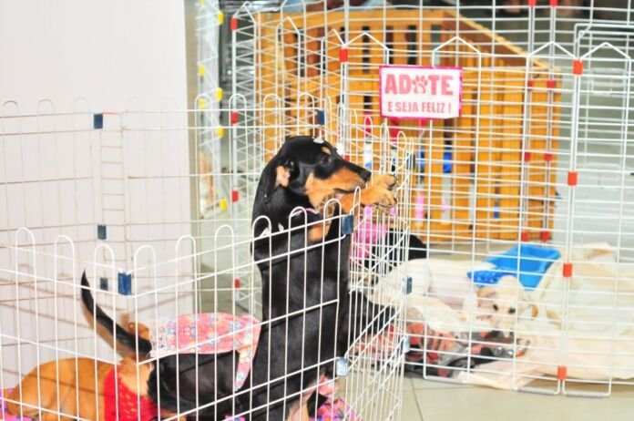 O clima de festa julina vai tomar conta da 11ª edição da Campanha Municipal de Adoção de Cães e Gatos