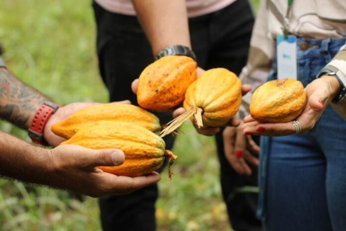 Celebrado em 7 de julho, o Dia Mundial do Chocolate marca um novo momento para um projeto que pretende colocar Maricá na cadeia produtiva do cacau