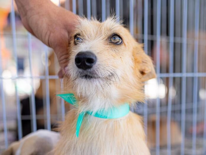 A Prefeitura de Maricá realiza, neste sábado (22/8), das 9h às 12h, uma campanha de adoção de cães e gatos em Itaipuaçu e na quadra da União de Maricá