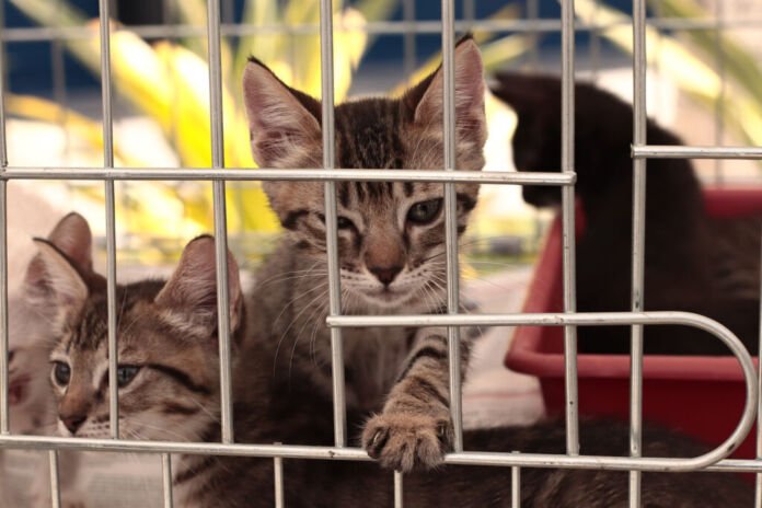 Foto Divulgação (1) A Prefeitura de Maricá, por meio da Secretaria de Bem-Estar Animal, lançou este mês uma campanha itinerante para incentivar a adoção responsável de cães e gatos na cidade.