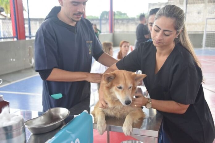 A Prefeitura de Maricá realiza neste sábado (12/9), das 8h às 12h, mais uma edição do mutirão gratuito de cadastro e microchipagem de cães e gatos
