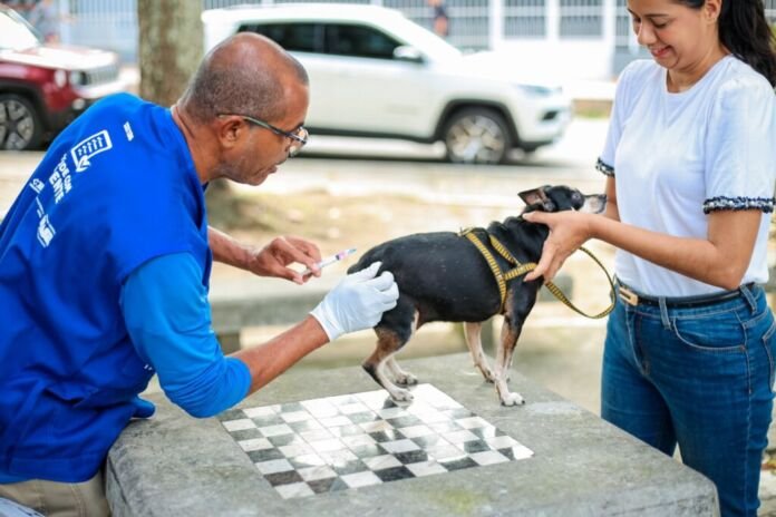 A Prefeitura de Itaboraí, por meio da Secretaria Municipal de Saúde (SEMSA) e do Programa Municipal de Controle das Arboviroses, iniciou a vacinação antirrábica gratuita para cães e gatos na manhã desta terça-feira (01/09)