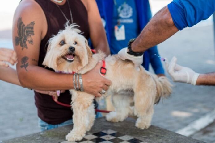 A Prefeitura de Itaboraí, por meio da Secretaria Municipal de Saúde (SEMSA) e da Secretaria Municipal de Proteção e Defesa dos Animais (SEMPDA), realiza, nesta semana, a 7ª etapa da campanha de vacinação antirrábica, com atendimento em diferentes bairros do município.