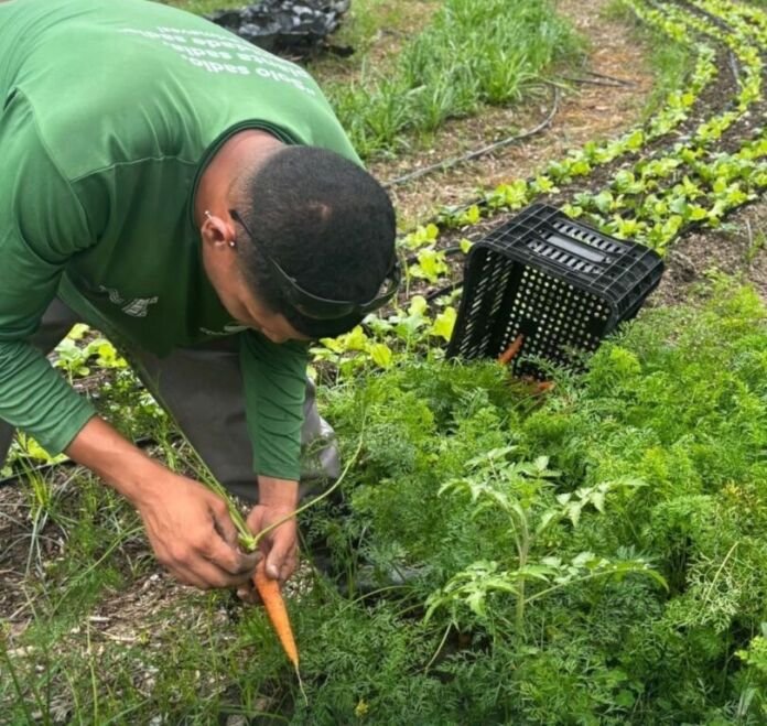 A Prefeitura de Maricá colheu mais de 275 quilos de alimentos agroecológicos de 27 variedades na Unidade da Comuna Pública Joaquín Piñero, no Espraiado, entre os dias 12 e 16 de outubro.