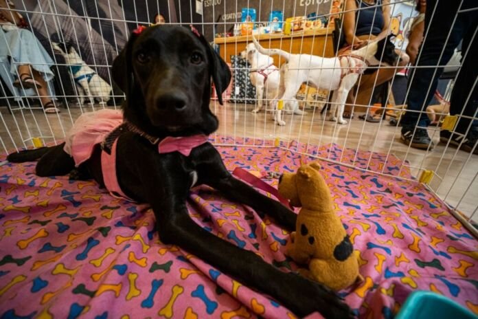 Cães e gatos à espera de uma nova família estarão disponíveis para adoção no próximo domingo (18), no Shopping Nova Iguaçu.