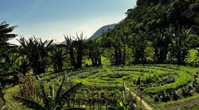 No Dia Mundial da Alimentação, celebrado nesta sexta-feira (16/10), a Prefeitura de Maricá destaca políticas públicas voltadas ao fortalecimento da produção agrícola saudável e à segurança alimentar.